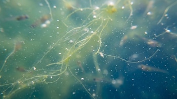 Macro submarino de microalgas verdosas dispersas, burbujas de oxígeno y partículas flotantes en agua azul-verde, con siluetas difusas de pequeños peces y larvas al fondo.