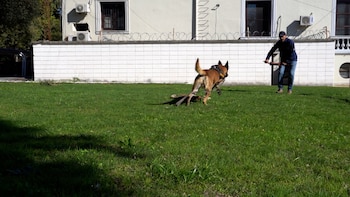 Drago, un perro clave para detectar droga en Uruguay (Ministerio del Interior)