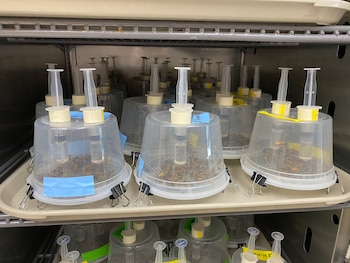 El comportamiento de las abejas depende del tipo, la estación del año y el virus presente (Louisiana State University)