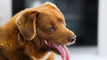 Retiran récord del perro más