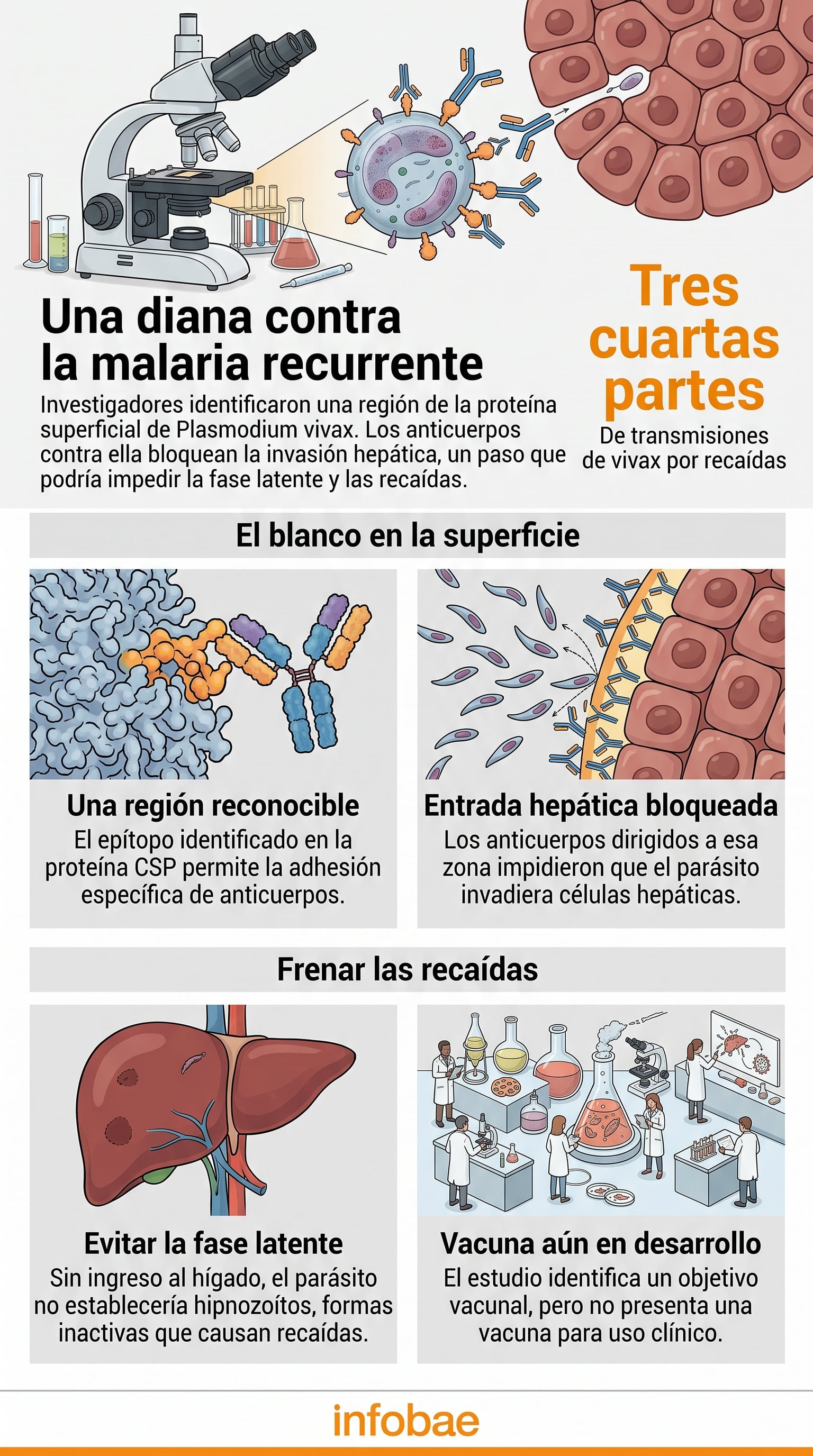 Los anticuerpos dirigidos a la proteína circunsporozoítica impiden que el microorganismo ingrese a las células del hígado (Imagen Ilustrativa Infobae)