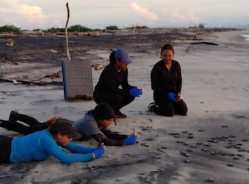 Tortuguitas marinas buscan el mar, luego de ser liberadas en una playa panameña. (Cortesía)
