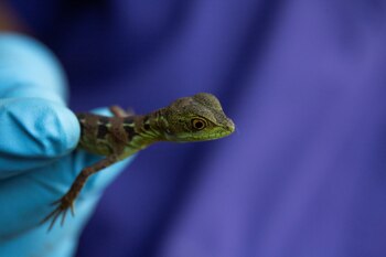 Imagen representativa de un reptil exotico (REUTERS/Maynor Valenzuela)