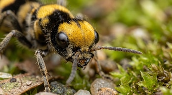 Una hormiga de terciopelo con cuerpo peludo amarillo y negro y ojos grandes se posa sobre musgo verde, rocas pequeñas y tierra.