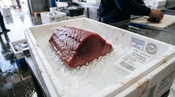 Lomo de atún rojo sobre hielo en una caja blanca de poliestireno con etiquetas de inspección sanitaria y de conservación térmica.