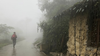 Aeschynanthus acuminatus, una enredadera de flores cortas y verdes