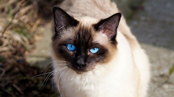El gato snowshoe tiene necesidades