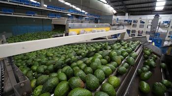 Monzón y lluvias extremas en México amenazan cultivos de aguacate y ganado esta semana