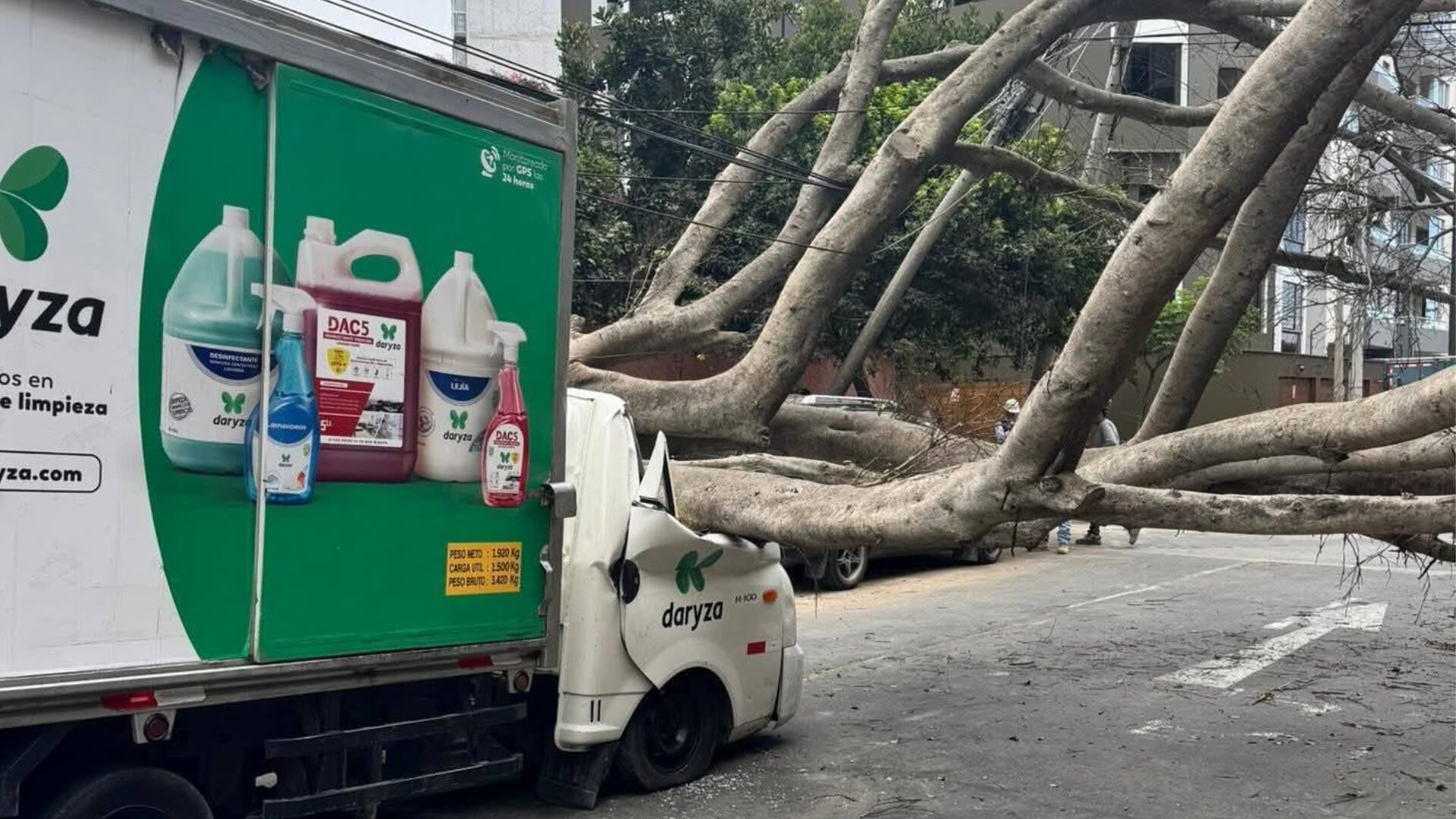 Dos personas resultaron heridas tras el desplome de un árbol de doce metros sobre una furgoneta en plena vía de Miraflores. Foto: Exigimos un Miraflores seguro.