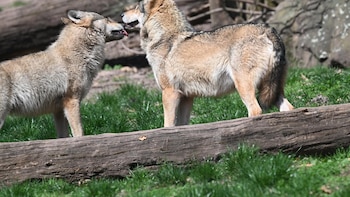 ONG y ganaderos perciben una