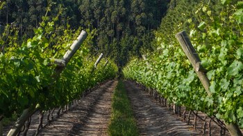 Las bodegas de Concordia reciben