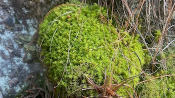 La extracción de musgo y