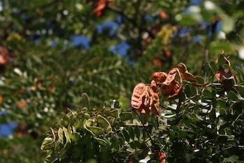 Tara: la planta que utilizaban