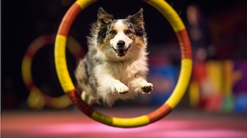 Un perro practica trucos sencillos