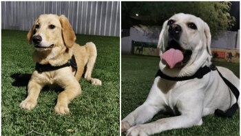Entrenan a perros en Sonora
