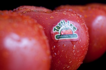 El tomate enriquecido muestra mejoras