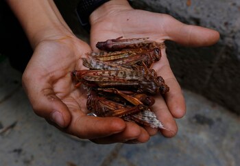 Esta manga de langostas entró