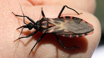 Enfermedad de Chagas: UNAM detecta plaga que transmite enfermedad que puede causar daños neurológicos