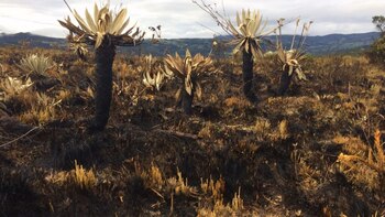 Incendio en el páramo de las Moyas, en Bogotá, buscan a los responsables