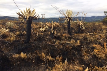 Páramo de Las Moyas