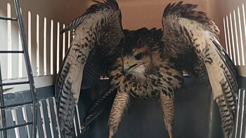 Gavilán rescatado en Chorrillos tras