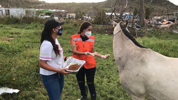 Las fundaciones están recibiendo donaciones