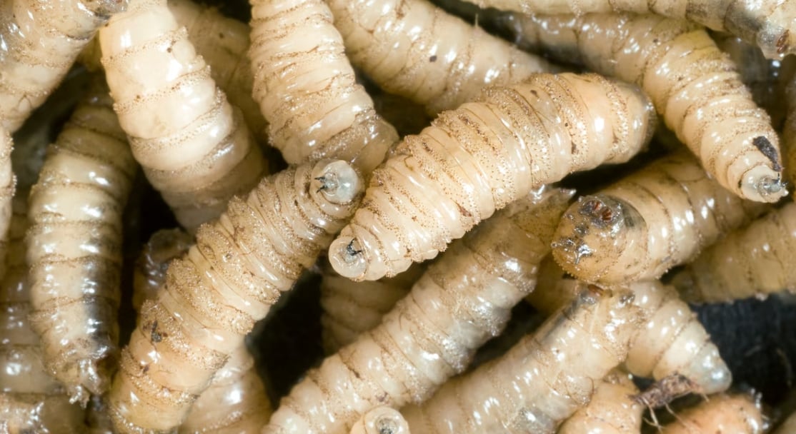 La miasis causada por el gusano barrenador del ganado se origina cuando la mosca parasitaria deposita sus huevos en heridas abiertas de animales o seres humanos.