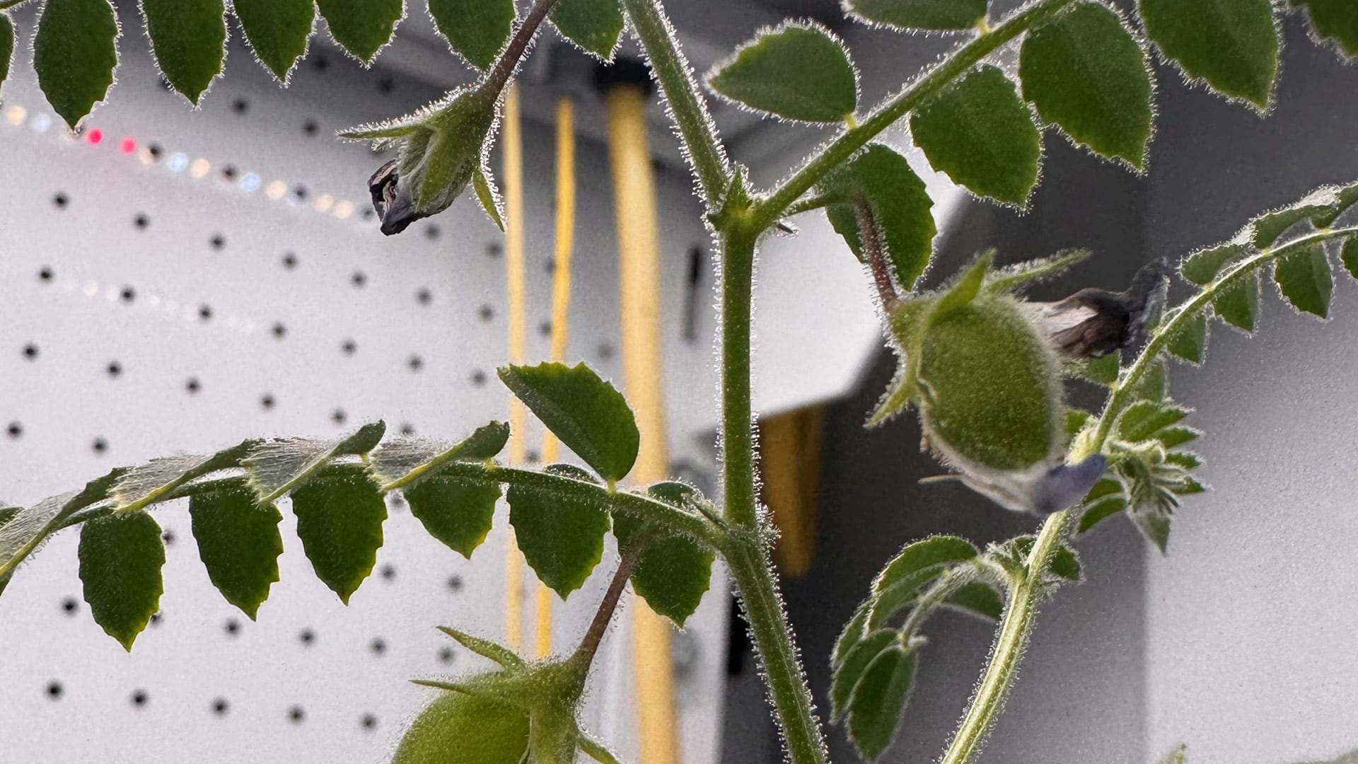 El experimento demostró que las semillas de garbanzo pueden germinar y florecer en mezclas de regolito artificial y vermicomposta./ Jessica Atkin