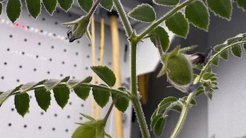 ¿El próximo superalimento del espacio?