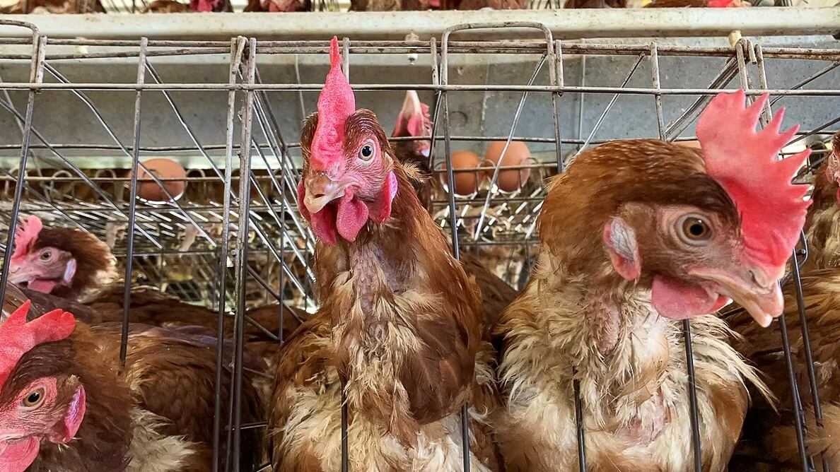 El proyecto no impone restricciones sobre el método de producción ni exige a los productores cambiar su sistema actual. (Foto: ARBA)