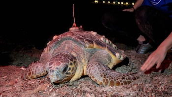 La tortuga boba Diana vuelva a visitar Denia y abre la temporada de anidación en la Comunidad Valenciana con 106 huevos