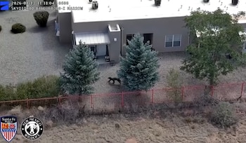 Vista aérea de un oso de pelaje oscuro caminando cerca de dos pinos en el patio de una propiedad de planta baja