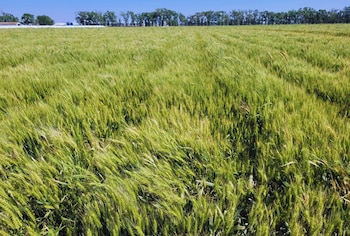 Cultivo de trigo en campo regado con energía solar