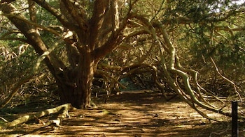 Kingley Vale, en Sussex, conserva tejos de hasta 2.000 años y reúne algunos de los seres vivos más antiguos de Gran Bretaña (Wikimedia Commons)