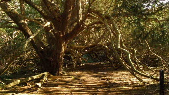Kingley Vale, en Sussex, conserva tejos de hasta 2.000 años y reúne algunos de los seres vivos más antiguos de Gran Bretaña (Wikimedia Commons)