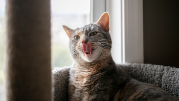 Por qué el minoxidil es tóxico para las mascotas: ocho gatos han muerto en Estados Unidos por contacto con este fármaco para la caída del cabello
