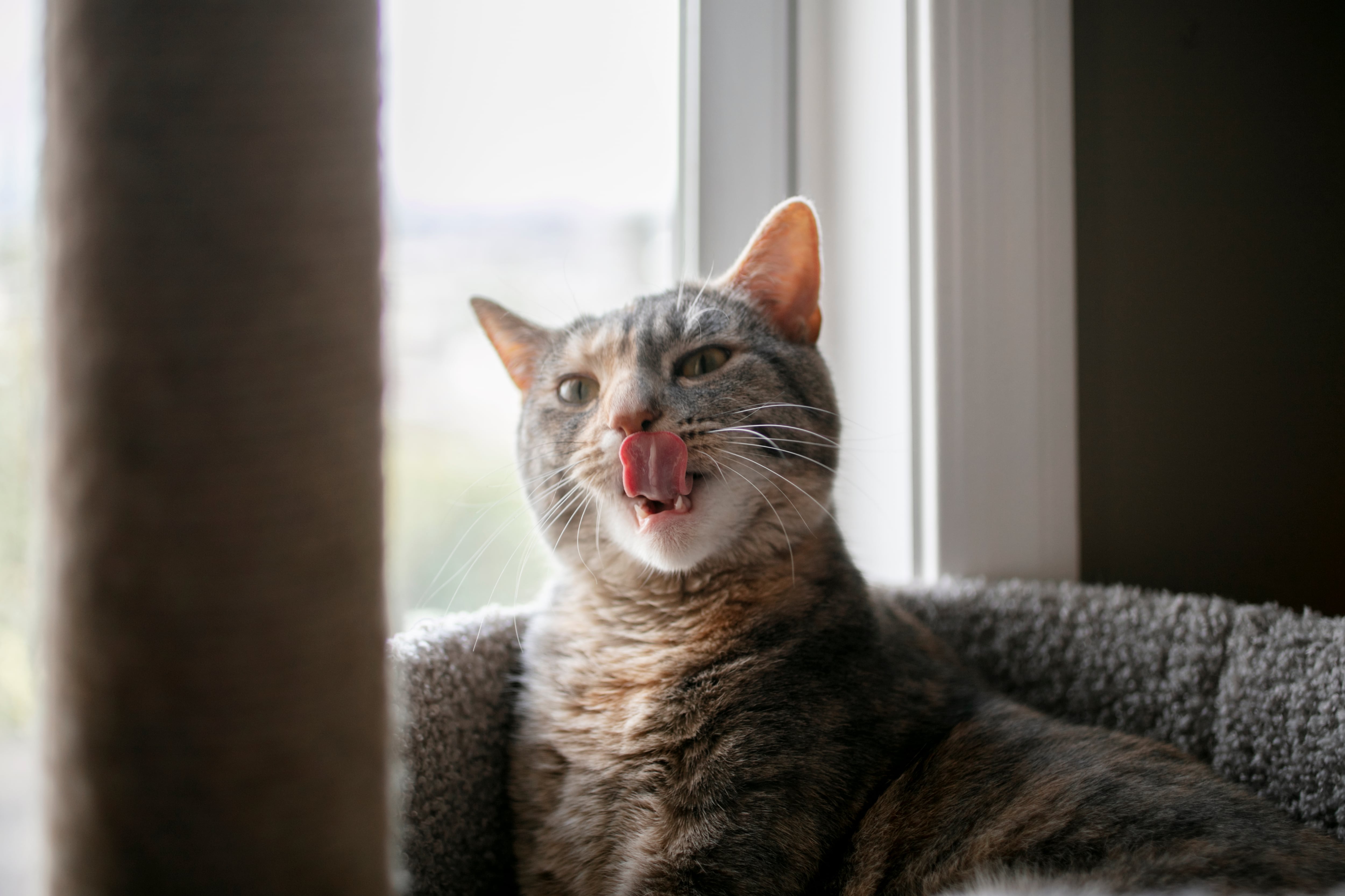 Por qué el minoxidil es tóxico para las mascotas: ocho gatos han muerto en Estados Unidos por contacto con este fármaco para la caída del cabello