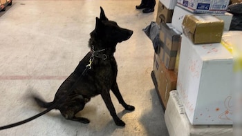 El paquete con fentanilo fue