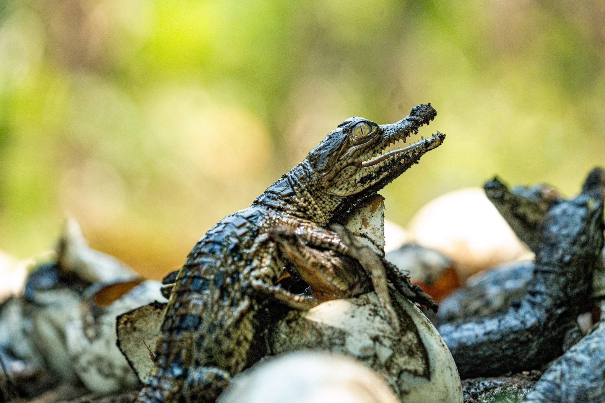 La presencia del cocodrilo americano como depredador tope regula especies y mantiene la salud de ecosistemas acuáticos salvadoreños. (Cortesía: Ministerio de Medio Ambiente)