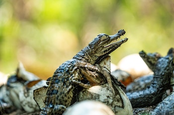 La presencia del cocodrilo americano como depredador tope regula especies y mantiene la salud de ecosistemas acuáticos salvadoreños. (Cortesía: Ministerio de Medio Ambiente)