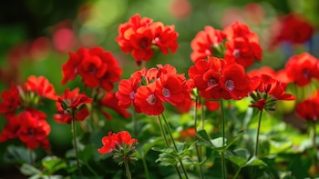 Cómo cuidar los geranios cuando llega el frío para que vuelvan a dar flores en primavera y no se marchiten