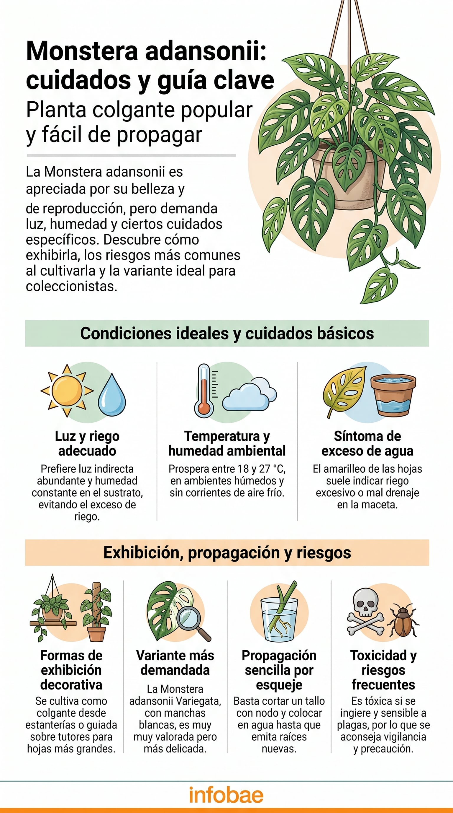 monstera verkaufen Fensterblatt kaufen | Philodendron monstera