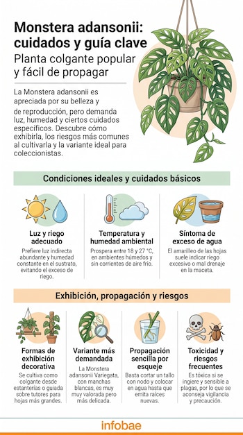 Infografía ilustrada sobre la Monstera adansonii, mostrando sus cuidados de luz, riego, temperatura, propagación, formas de exhibición y riesgos de toxicidad.