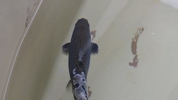 Una estudio identifica simultáneamente todos los oomicetos patógenos que aparecen en salmones y cangrejos de río
