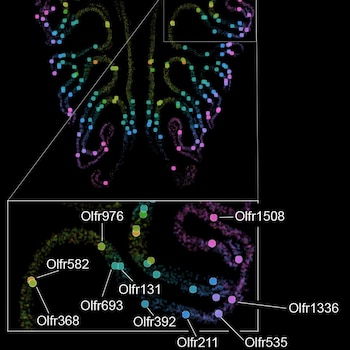 Un mapa del olfato sobre fondo negro, con puntos de colores vibrantes (verde, azul, rosa) formando patrones intrincados y varias etiquetas numéricas