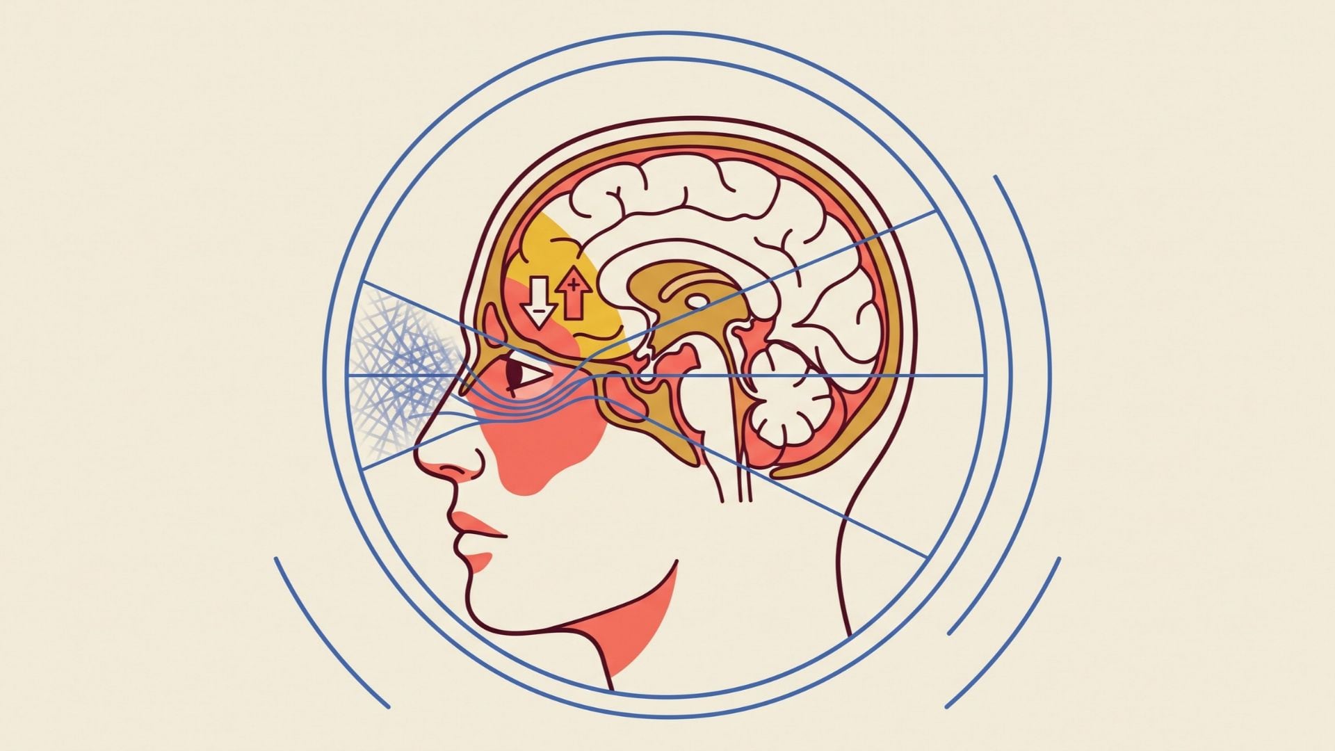 La corteza orbitofrontal, ubicada detrás de los ojos, participa en la evaluación de recompensas y peligros, una función que las resonancias magnéticas funcionales captan con limitaciones en esa región cerebral (Imagen Ilustrativa Infobae)