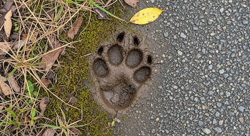 Huella de puma en barro fresco junto a una carretera asfaltada, con musgo verde, hierba seca y hojas secas esparcidas en el suelo.