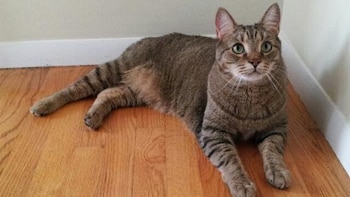 Esta raza presenta mechones y