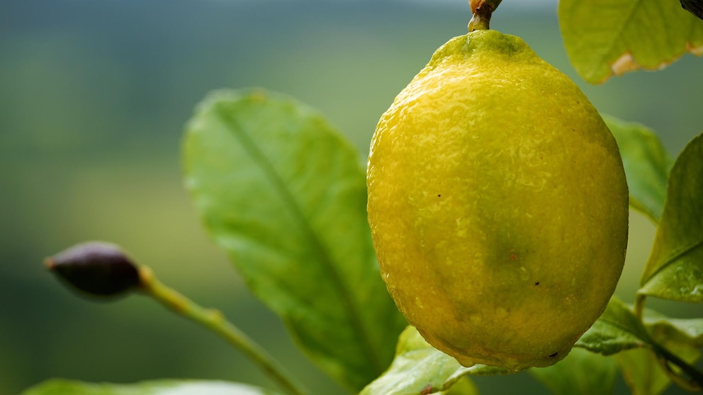 Los secretos para hacer florecer tu limonero: lo que recomiendan los expertos en casa