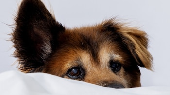 ¿Cómo puedo sacar a mi perro de la cama sin dañar nuestro vínculo?
